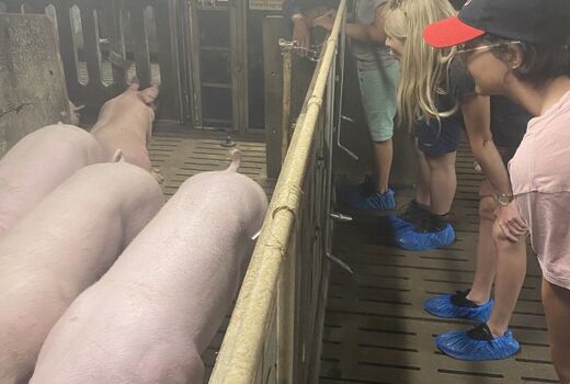 Ein paar SchülerInnen und eine Lehrerin sind im Schweinestall. Sie betrachten vier rosige Schweine.