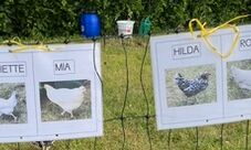 Schilder mit den Fotos und Namen der Hühner drauf