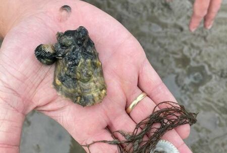 Auf einer Handinnenfläche liegen mehrere Muscheln und Seetang.