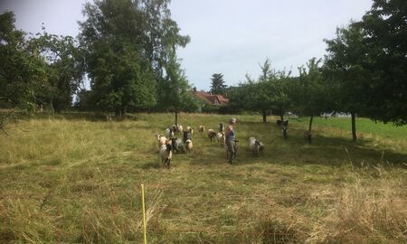 Schafweide mit Schafen, die Lehrerin beobachtet die Schafe.