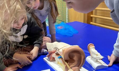 Kinder studieren ein Ohrmodell