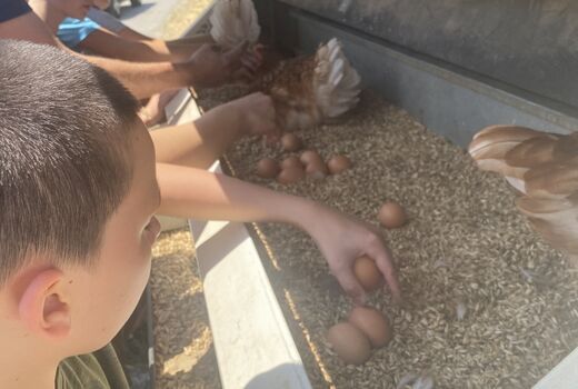 Drei Kinder holen frische Eier aus dem Legenest.