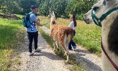Spaziergang mit den Lamas an der Leine