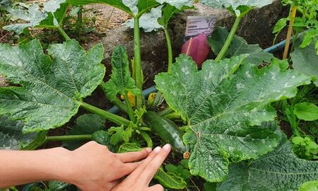 Zwei Hände zeigen eine kleine Zucchini im Beet