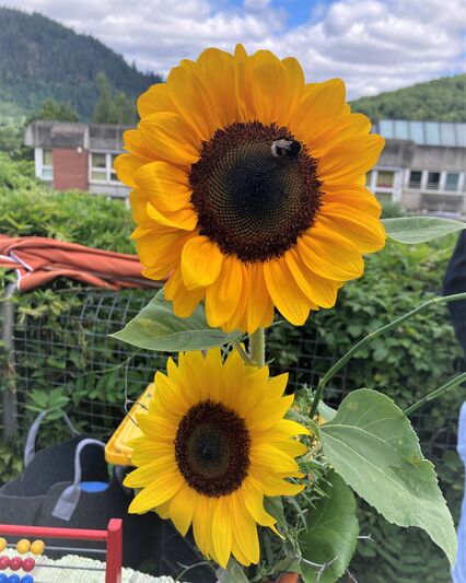 Zwei Sonnenblumen mit einer Hummel, im Hintergrund Hügel, ein Schulgebäude und blauer Himmel