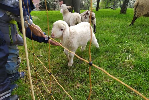 ein-kind-füttert-ein-lamm