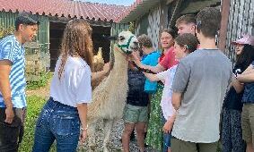Erstes Kennenlernen der Lamas