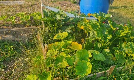 zwei blaue Fässer als Bewässerungssystem für Zucchinipflanzen