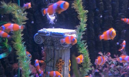 Aquarium mit Fischen, unzählige Nemos schwimmen umher