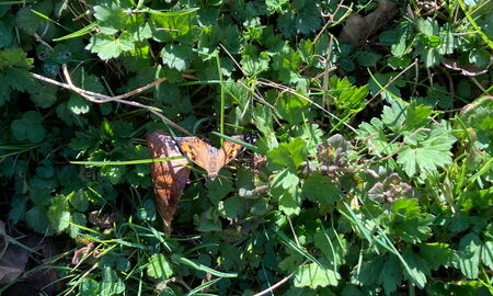 Mittig im Bild ist ein brauner Schmetterling auf einer einer Wiese mit Unkraut zu sehen.